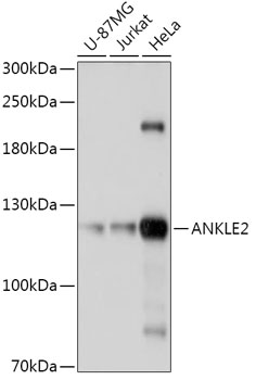 Western blot analysis of extracts of various cell lines using ANKLE2 Polyclonal Antibody at 1:1000 dilution.