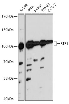 Western blot analysis of extracts of various cell lines using RTF1 Polyclonal Antibody at 1:1000 dilution.