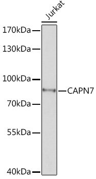 Western blot analysis of extracts of Jurkat cells using CAPN7 Polyclonal Antibody at 1:1000 dilution.