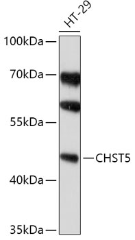 Western blot analysis of extracts of HT-29 cells using CHST5 Polyclonal Antibody at 1:1000 dilution.