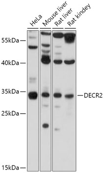 Western blot analysis of extracts of various cell lines using DECR2 Polyclonal Antibody at 1:1000 dilution.