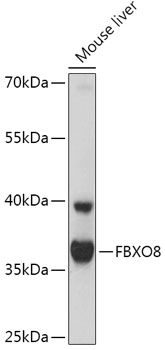 Western blot analysis of extracts of Mouse liver using FBXO8 Polyclonal Antibody at 1:1000 dilution.