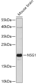 Western blot analysis of extracts of Mouse brain using NSG1 Polyclonal Antibody at 1:1000 dilution.