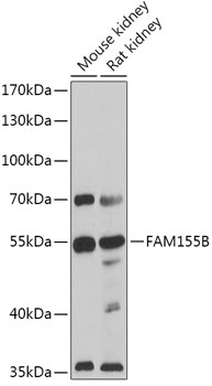 Western blot analysis of extracts of various cell lines using FAM155B Polyclonal Antibody at 1:1000 dilution.