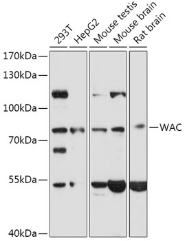 Western blot analysis of extracts of various cell lines using WAC Polyclonal Antibody at 1:1000 dilution.