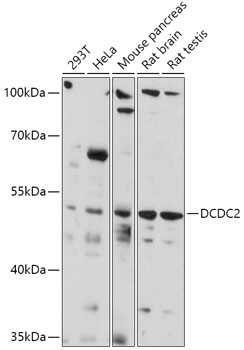 Western blot analysis of extracts of various cell lines using DCDC2 Polyclonal Antibody at 1:1000 dilution.