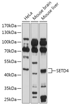 Western blot analysis of extracts of various cell lines using SETD4 Polyclonal Antibody at 1:1000 dilution.