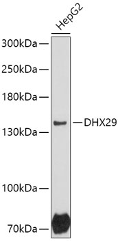 Western blot analysis of extracts of HepG2 cells using DHX29 Polyclonal Antibody at 1:1000 dilution.