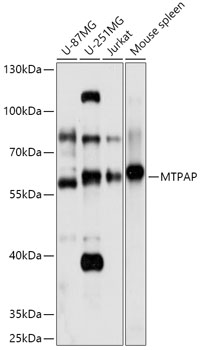 Western blot analysis of extracts of various cell lines using MTPAP Polyclonal Antibody at 1:1000 dilution.