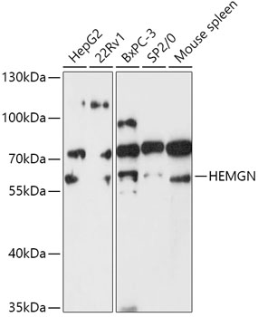 Western blot analysis of extracts of various cell lines using HEMGN Polyclonal Antibody at 1:1000 dilution.