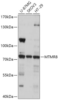 Western blot analysis of extracts of various cell lines using MTMR8 Polyclonal Antibody at 1:1000 dilution.