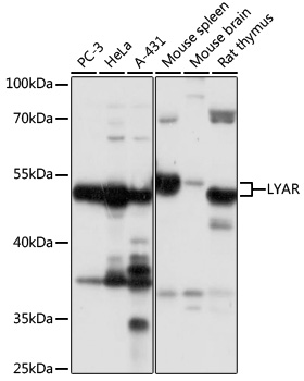 Western blot analysis of extracts of various cell lines using LYAR Polyclonal Antibody at 1:1000 dilution.