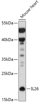 Western blot analysis of extracts of Mouse heart using IL26 Polyclonal Antibody at 1:500 dilution.