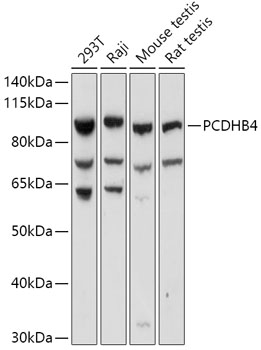 Western blot analysis of extracts of various cell lines using PCDHB4 Polyclonal Antibody at 1:1000 dilution.