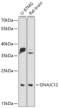 Western blot analysis of extracts of various cell lines using DNAJC12 Polyclonal Antibody at 1:1000 dilution.