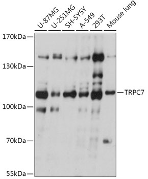 Western blot analysis of extracts of various cell lines using TRPC7 Polyclonal Antibody at 1:1000 dilution.