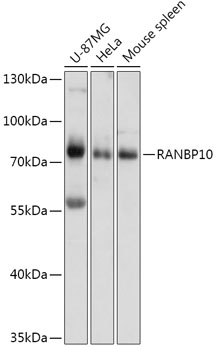 Western blot analysis of extracts of various cell lines using RANBP10 Polyclonal Antibody at 1:1000 dilution.