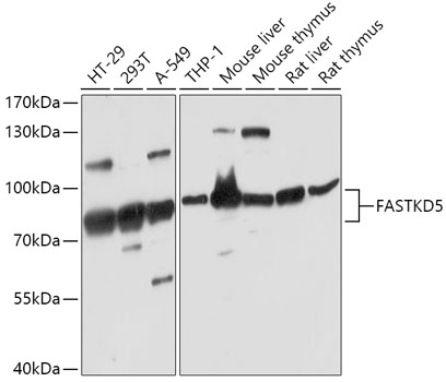 Western blot analysis of extracts of various cell lines using FASTKD5 Polyclonal Antibody at 1:1000 dilution.