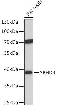 Western blot analysis of extracts of Rat testis using ABHD4 Polyclonal Antibody at 1:1000 dilution.