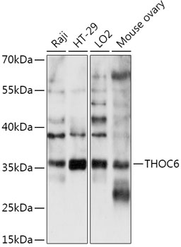 Western blot analysis of extracts of various cell lines using THOC6 Polyclonal Antibody at 1:1000 dilution.