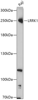 Western blot analysis of extracts of Raji cells using LRRK1 Polyclonal Antibody at 1:1000 dilution.