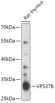 Western blot analysis of extracts of Rat thymus using VPS37B Polyclonal Antibody at 1:1000 dilution.