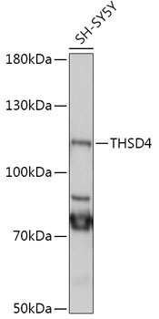 Western blot analysis of extracts of SH-SY5Y cells using THSD4 Polyclonal Antibody at 1:1000 dilution.