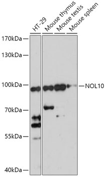 Western blot analysis of extracts of various cell lines using NOL10 Polyclonal Antibody at 1:1000 dilution.