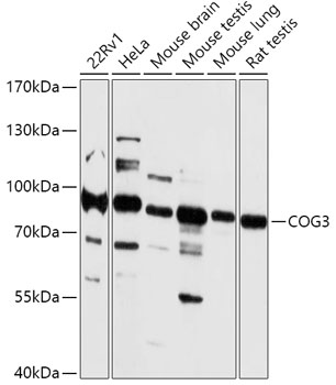 Western blot analysis of extracts of various cell lines using COG3 Polyclonal Antibody at 1:1000 dilution.