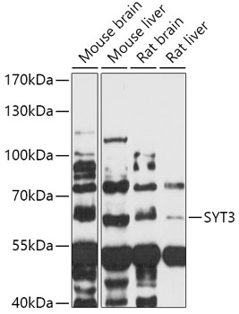 Western blot analysis of extracts of various cell lines using SYT3 Polyclonal Antibody at 1:1000 dilution.