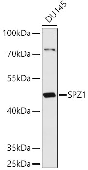 Western blot analysis of extracts of DU145 cells using SPZ1 Polyclonal Antibody at 1:1000 dilution.