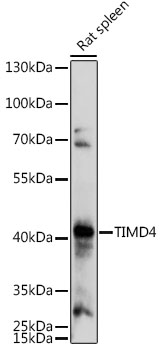 Western blot analysis of extracts of Rat spleen using TIMD4 Polyclonal Antibody at 1:1000 dilution.