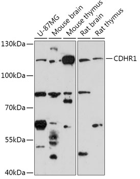 Western blot analysis of extracts of various cell lines using CDHR1 Polyclonal Antibody at 1:1000 dilution.