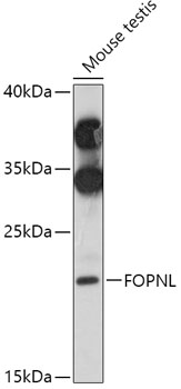 Western blot analysis of extracts of Mouse testis using FOPNL Polyclonal Antibody at 1:1000 dilution.