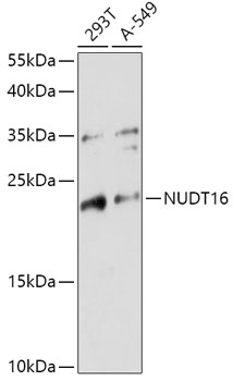 Western blot analysis of extracts of various cell lines using NUDT16 Polyclonal Antibody at 1:1000 dilution.