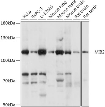 Western blot analysis of extracts of various cell lines using MIB2 Polyclonal Antibody at 1:1000 dilution.