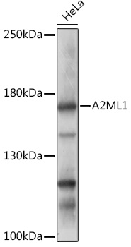 Western blot analysis of extracts of HeLa cells using A2ML1 Polyclonal Antibody at1:1000 dilution.