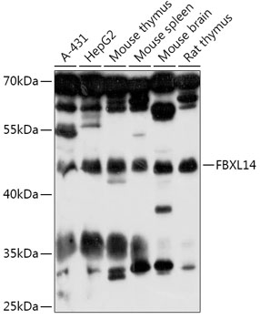 Western blot analysis of extracts of various cell lines using FBXL14 Polyclonal Antibody at 1:1000 dilution.