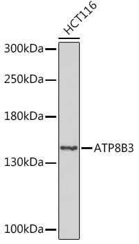 Western blot analysis of extracts of HCT116 cells using ATP8B3 Polyclonal Antibody at1:1000 dilution.