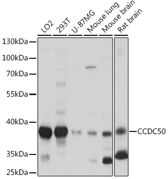 Western blot analysis of extracts of various cell lines using CCDC50 Polyclonal Antibody at1:1000 dilution.