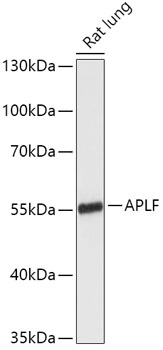 Western blot analysis of extracts of Rat lung using APLF Polyclonal Antibody at 1:1000 dilution.