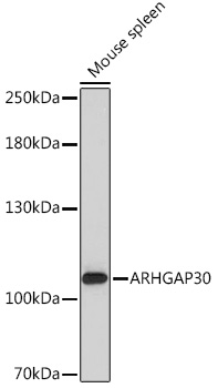 Western blot analysis of extracts of Mouse spleen using ARHGAP30 Polyclonal Antibody at1:1000 dilution.
