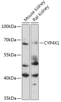 Western blot analysis of extracts of Mouse kidney using CYP4X1 Polyclonal Antibody at 1:1000 dilution.