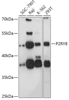 Western blot analysis of extracts of various cell lines using P2RY8 Polyclonal Antibody at 1:1000 dilution.