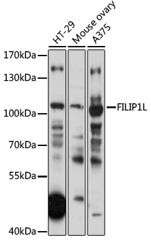 Western blot analysis of extracts of various cell lines using FILIP1L Polyclonal Antibody at 1:1000 dilution.