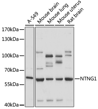 Western blot analysis of extracts of various cell lines using NTNG1 Polyclonal Antibody at 1:1000 dilution.