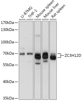 Western blot analysis of extracts of various cell lines using ZC3H12D Polyclonal Antibody at 1:1000 dilution.