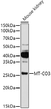 Western blot analysis of extracts of Mouse kidney using MT-CO3 Polyclonal Antibody at 1:1000 dilution.