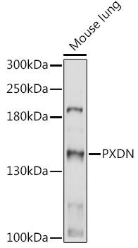 Western blot analysis of extracts of Mouse lung using PXDN Polyclonal Antibody at 1:1000 dilution.