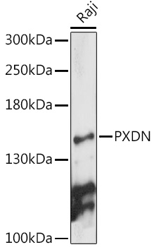 Western blot analysis of extracts of Raji cells using PXDN Polyclonal Antibody at 1:1000 dilution.